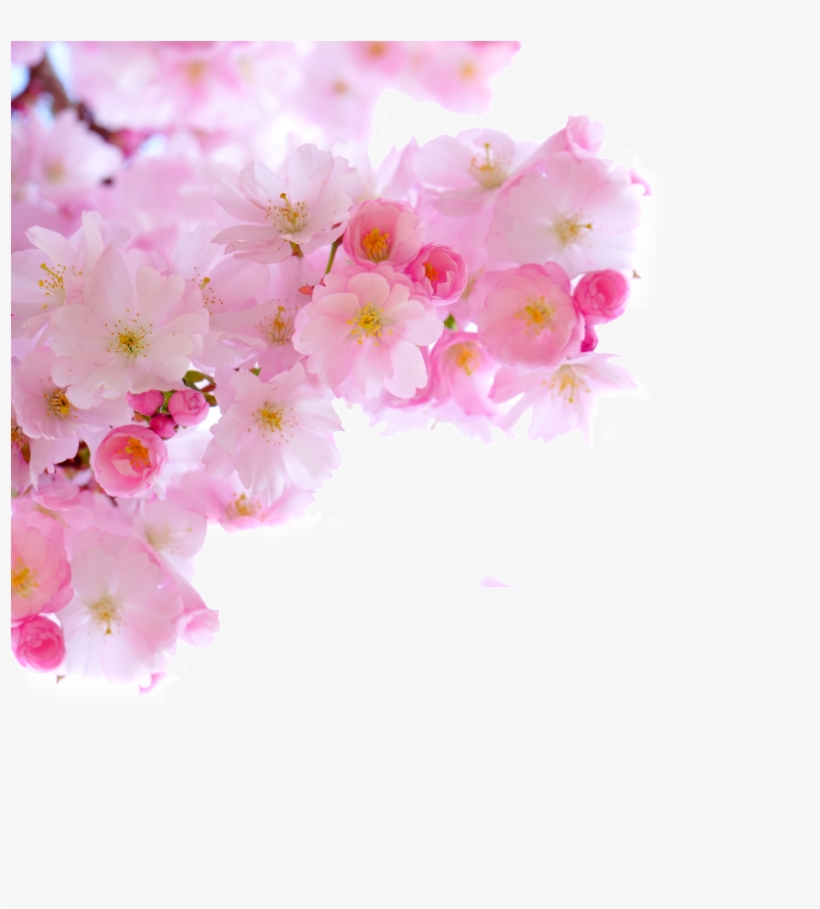 Hand Painted Pink Flower Elements, transparent png #6686956