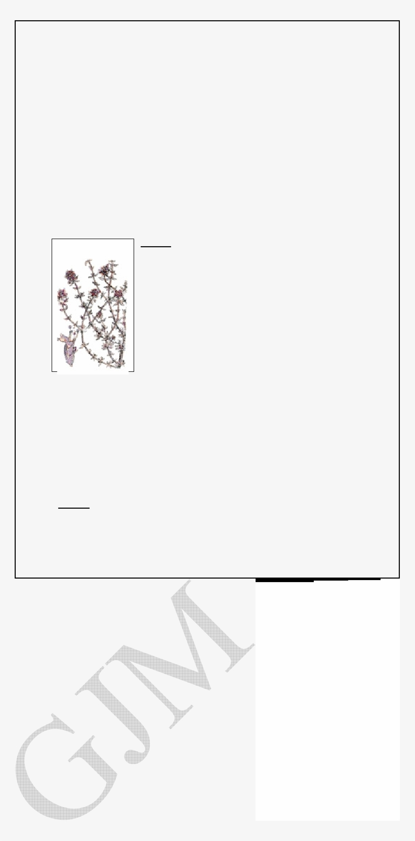 Es Nativo De Laregión Mediterránea Y Se Cultiva Ampliamente, transparent png #6689593