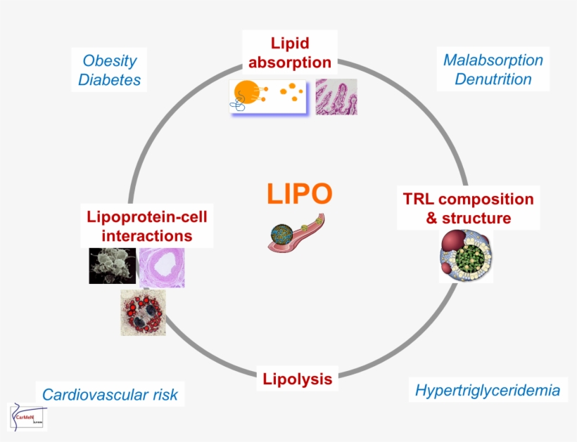 Fig Equipe 4 Ang, transparent png #6690373