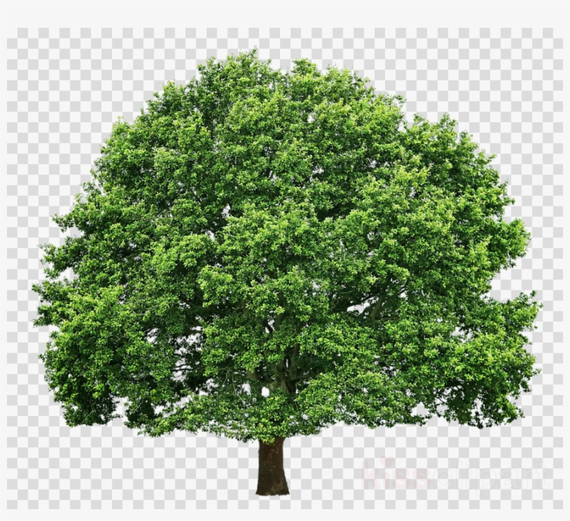Branch Clipart Png, transparent png #6692672