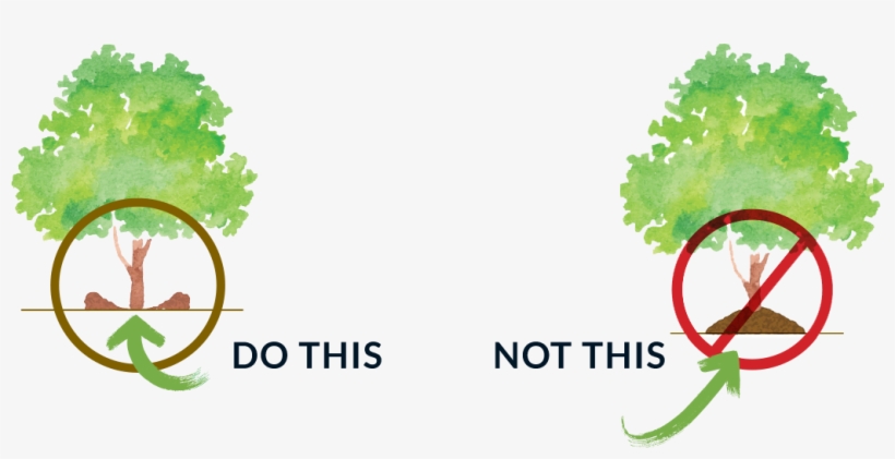 How To Mulch A Tree, transparent png #6693886