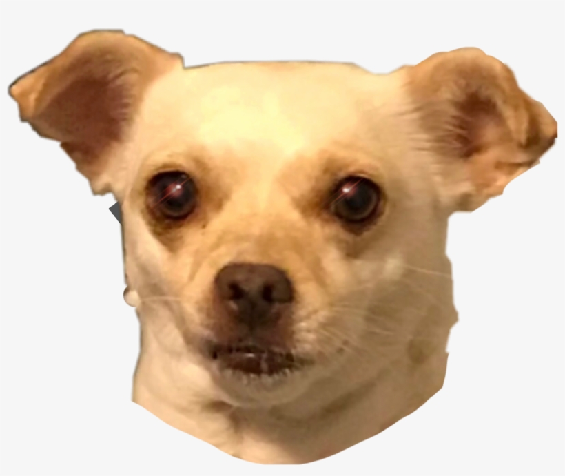 Chihuahua Tacobell Chicachihuahua Chica, transparent png #6693982
