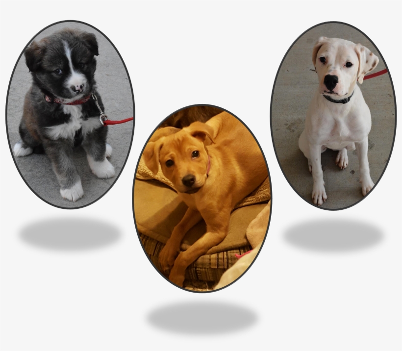 March 12, Adoption Fair, transparent png #6696600
