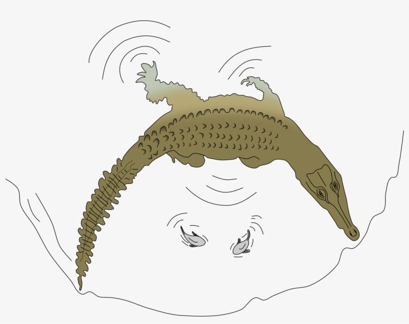 Crocodylus Intermedius Hunting Technique, transparent png #6697110