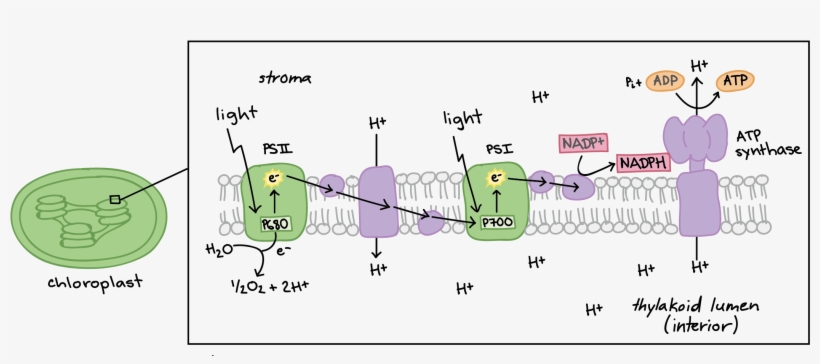 Light-dependent Reactions (article) - Fotosintesis Reacciones Quimicas, transparent png #670047