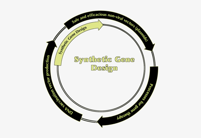 Non-viral Vectors And Services For Gene Therapy And - Non Viral Plasmid Vect, transparent png #670331