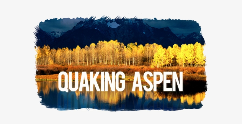Healthcare Needs A Quaking Aspen - Yellow Forest Landscape Canvas Wall Art Wall Decorations, transparent png #672776