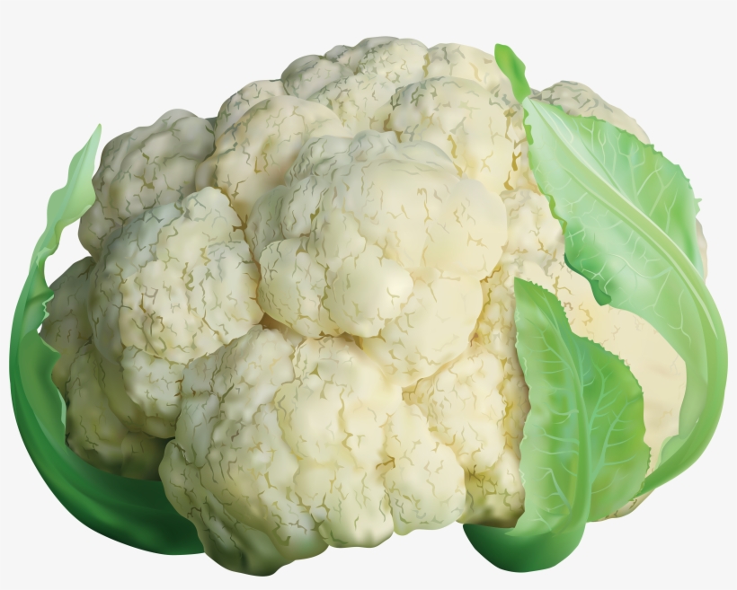 Botanical Illustration, Cauliflower, Vector Free, Art - Clipart Images Of Cauliflower, transparent png #673671