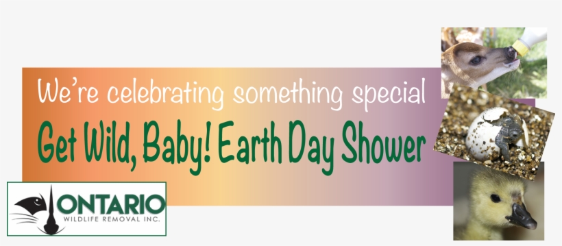 Babyshower - Tan, transparent png #673877