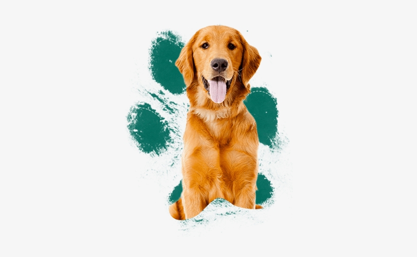 People See The Fuzzy, Cute Golden Puppy And Fall In - Dogs High, transparent png #674554