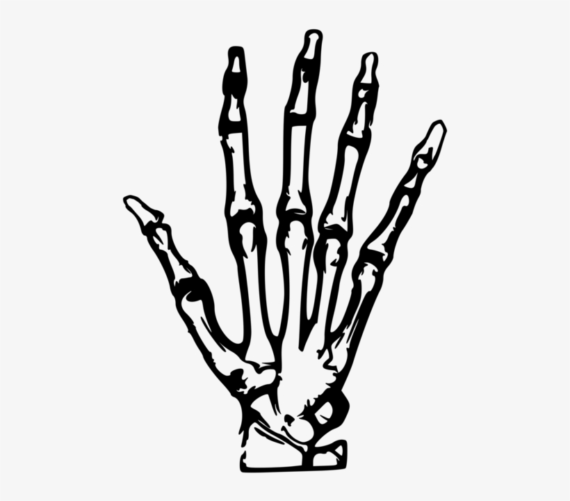 Skeleton Clipart Hand Pointing - Hand X Ray Clipart, transparent png #674641