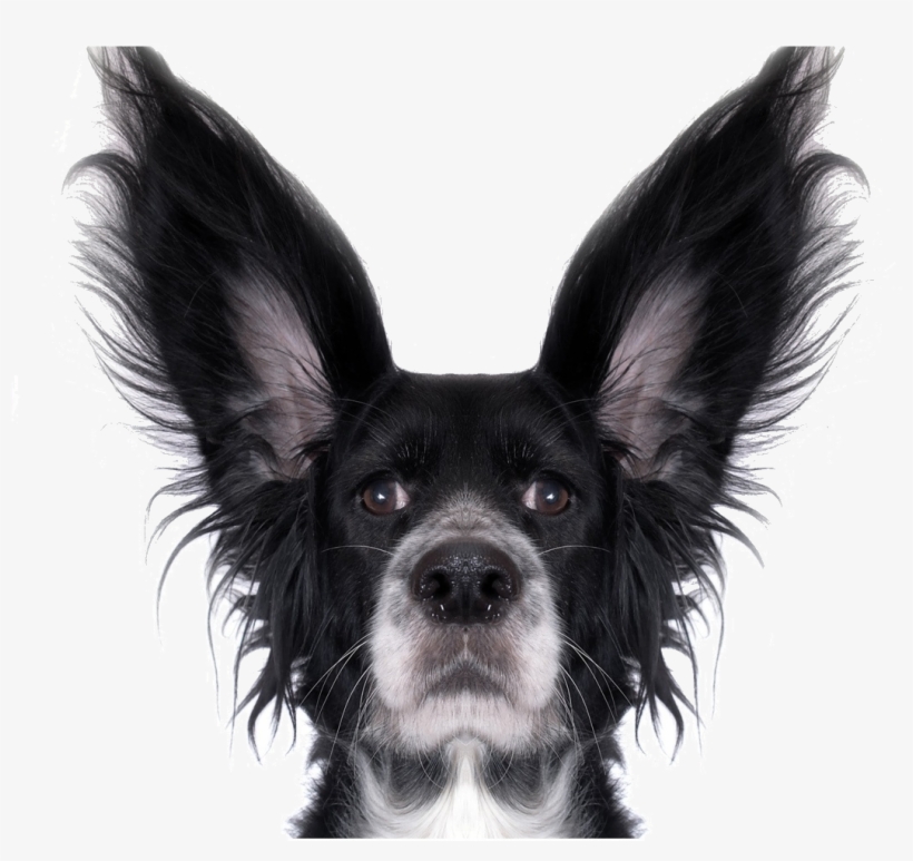 Dog, Fun, Dressing Up, Canine, Pet, Animal, Singular - Stupid Dog White Background, transparent png #674664