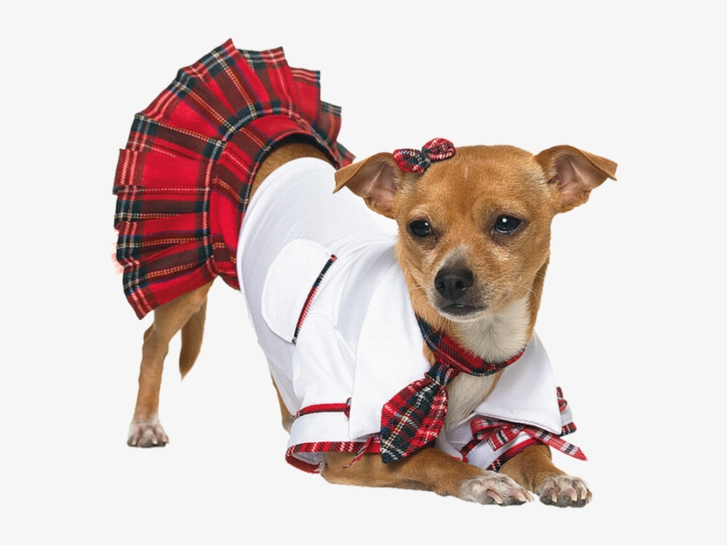 Go To Image - Costumes For Chihuahuas, transparent png #674747