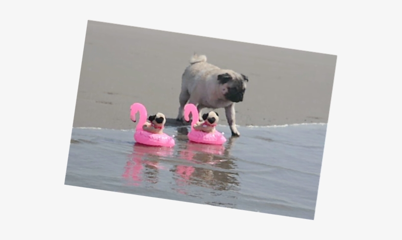 Dog Cat - Pug To The Beach, transparent png #675170