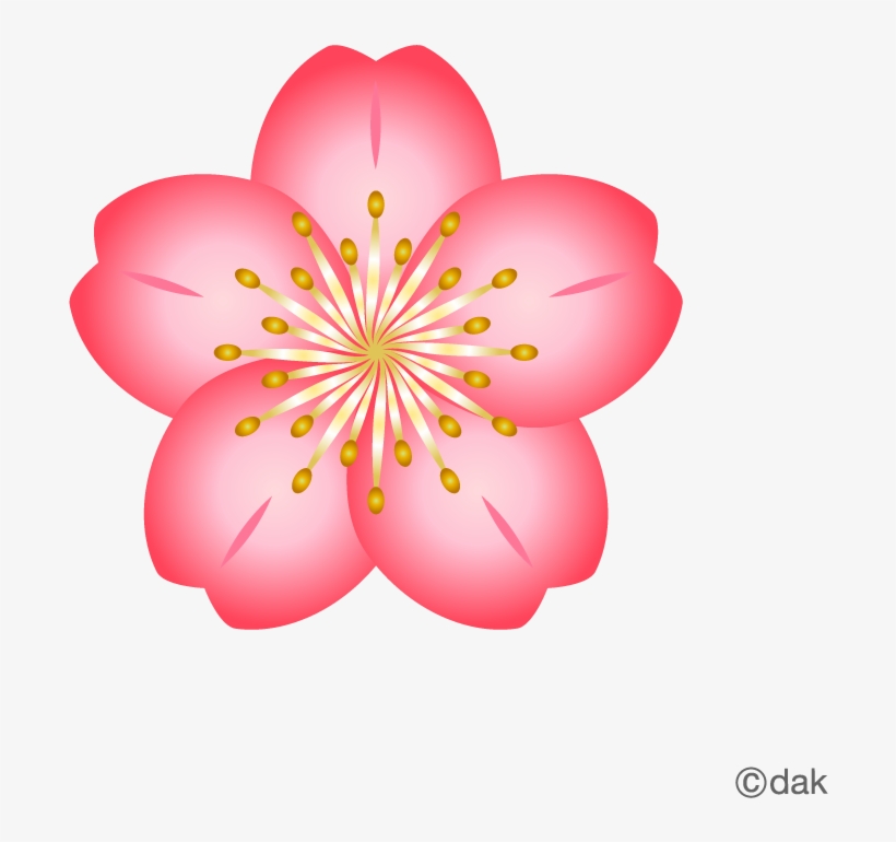 Cherry Blossom Flower Clipart Free Transparent PNG Download PNGkey