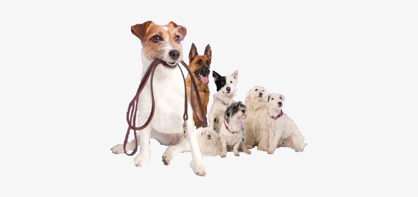 Dog Walking Png - Dog Walking, transparent png #675394