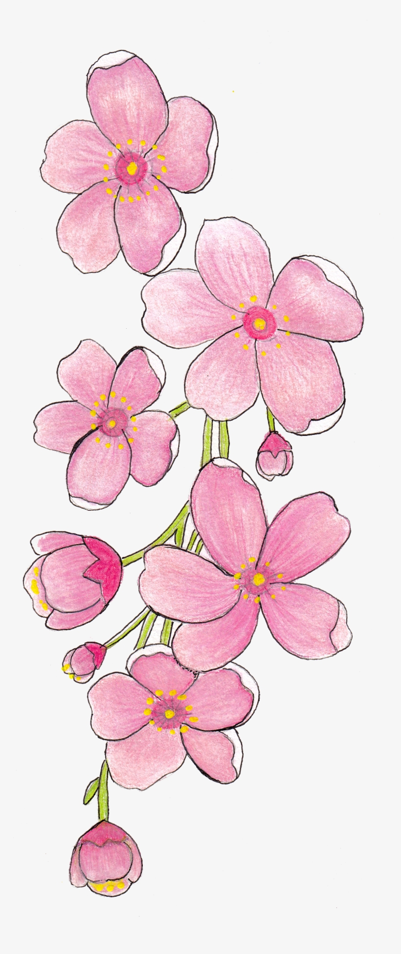 Sakura - Frangipani, transparent png #675422