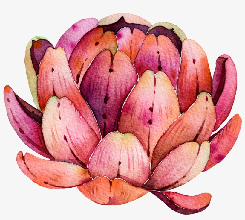 Meat Free Pull Vector - Suculentas Acuarela, transparent png #676778