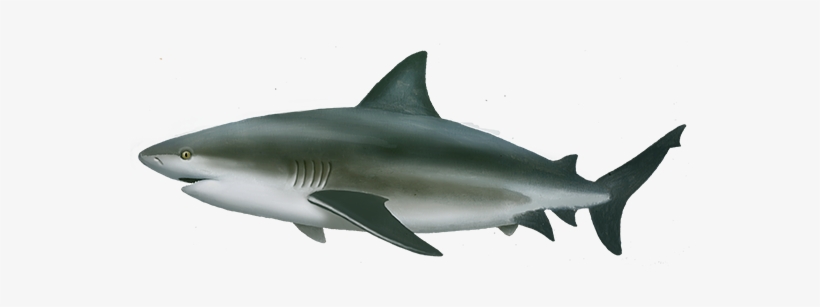 Bull Shark Png, transparent png #677167