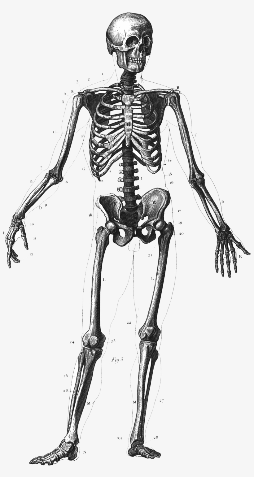 Skeleton - Human Body Bones Png, transparent png #677593