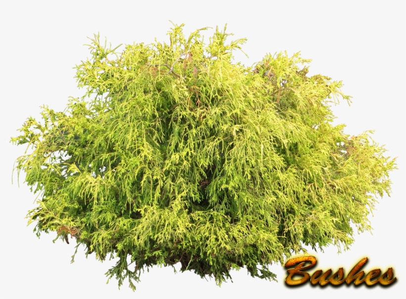 Bushes Png Pic - Wild Shrub White Background, transparent png #677693