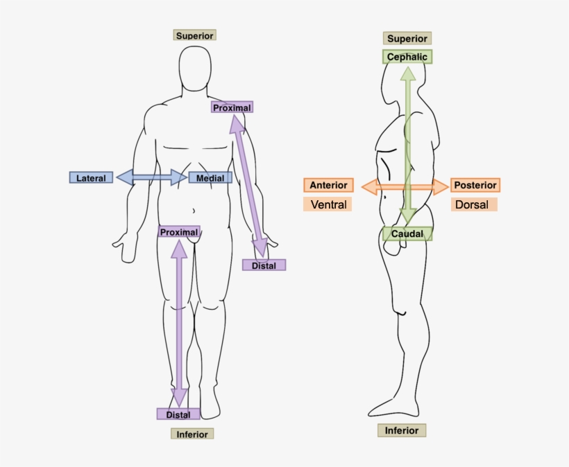 Pairs Of Terms Providing Anatomical Direction Or Orientation - Anatomical Directions, transparent png #677712