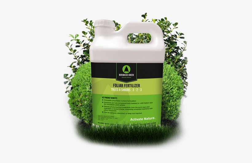 Tree & Shrub - Grass, transparent png #677756