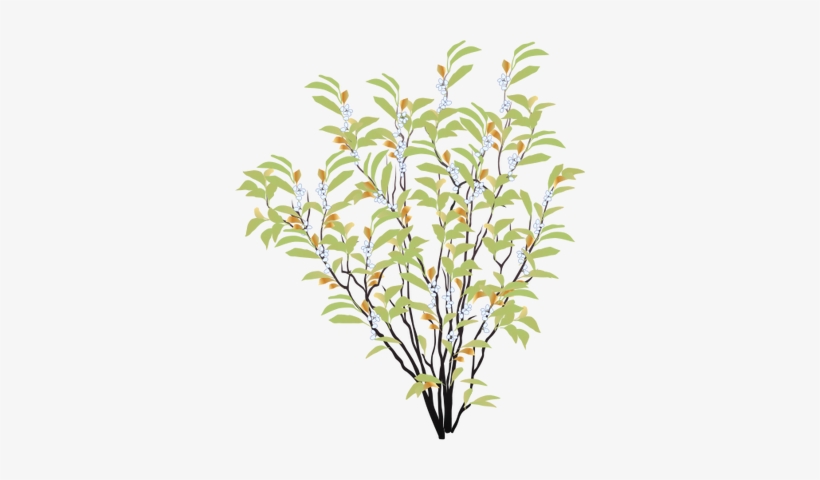 Ian Symbol Myrica Cerifera - Drawing Of Shrub Plant, transparent png #677824