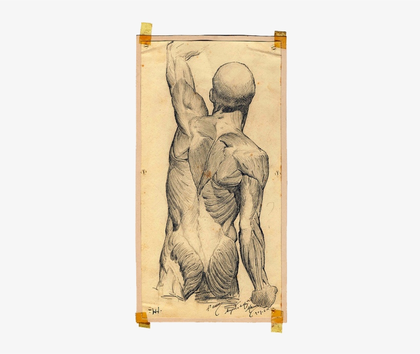 Anatomical Drawings Of The Human Body - Anatomical Drawing Of Human