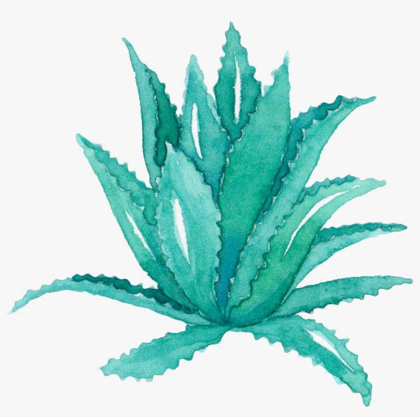 Aloe Vera Leaf Agave Watercolor Painting Succulent - Aloe Vera Watercolor Png, transparent png #678028