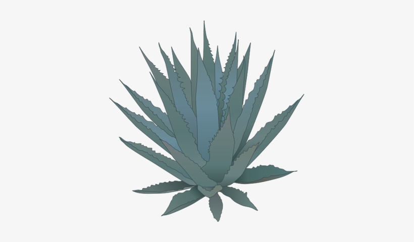 Agave - Agave Vector Png, transparent png #678050
