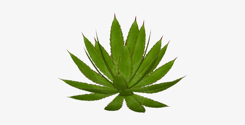 Cow Horns Agave - Folha De Maconha Pdf, transparent png #678073
