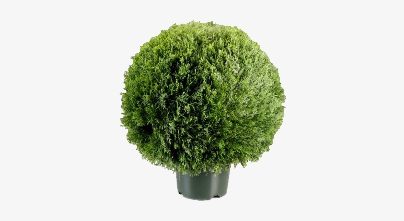 Green Topiary, transparent png #678091