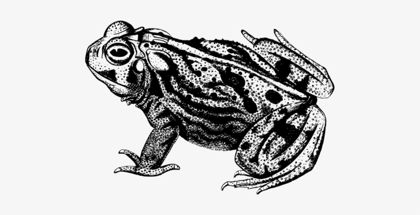 Frog Common Toad Black And White Drawing - Ranas Blanco Y Negro, transparent png #678120