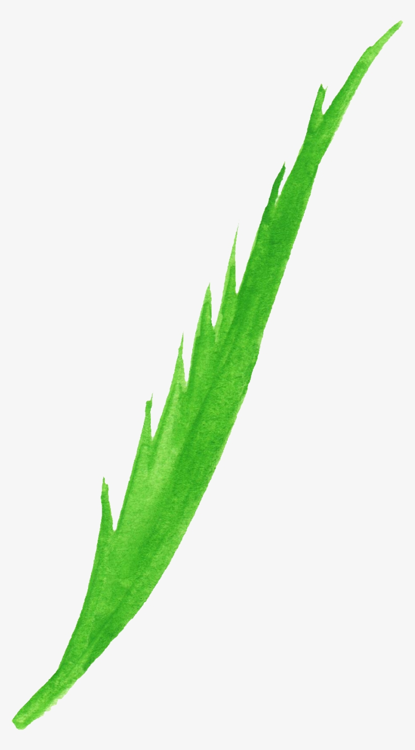 Free Download - Agave, transparent png #678141