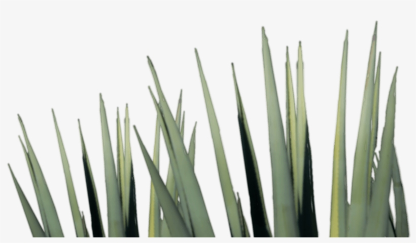 Agave Tequila Png, transparent png #678142