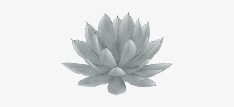 California Cabbage Agave - Agave, transparent png #678182