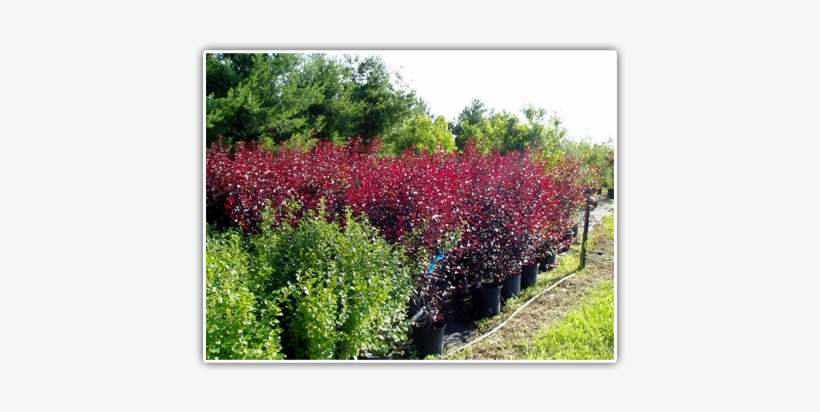 Shrubs Available - Minnesota, transparent png #678201