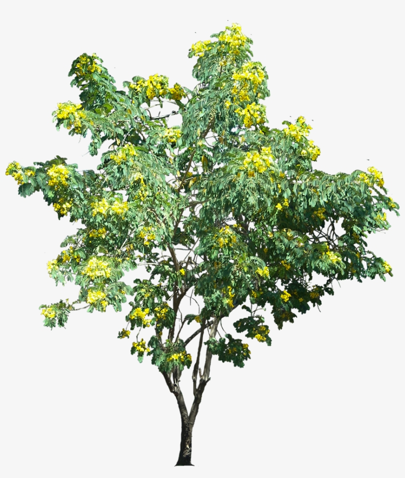 Plant - Google 검색 - Tree, transparent png #678299