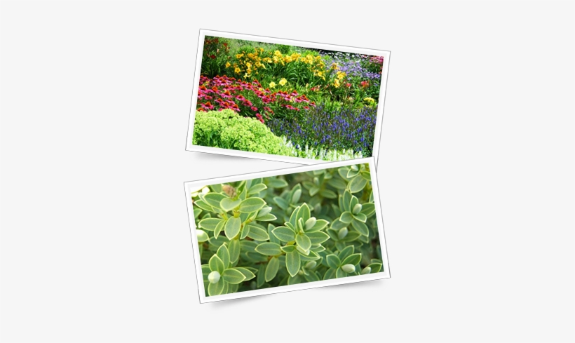 Buy Perennials And Shrubs Direct From The Nursery Near - Creative 3d Blaster Geforce Graphics Card - 64 Mb Ddr, transparent png #678411