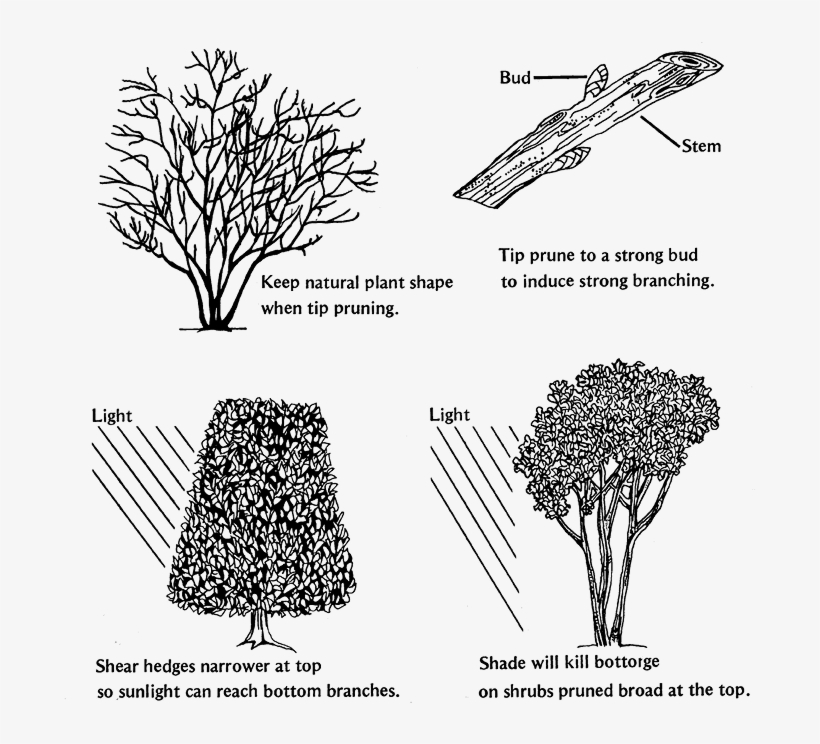 Easy And Safe Pruning - Tree, transparent png #678428