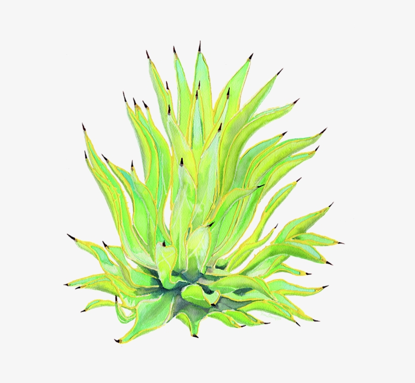 Bleed Area May Not Be Visible - Agave, transparent png #678500