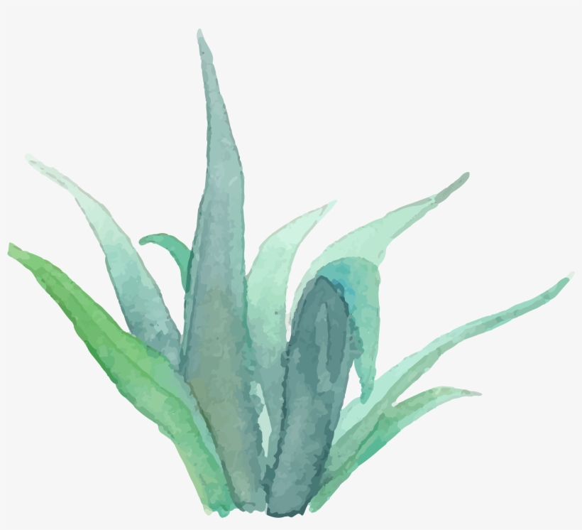 View Portrait Images - Watercolor Succulent Transparent Png, transparent png #678632