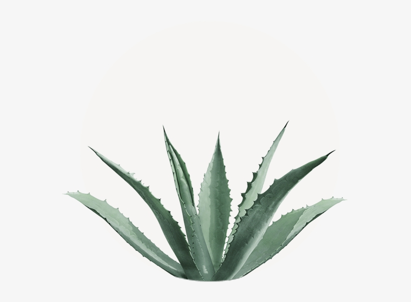 Agave Americana - Agave Cactus, transparent png #678675