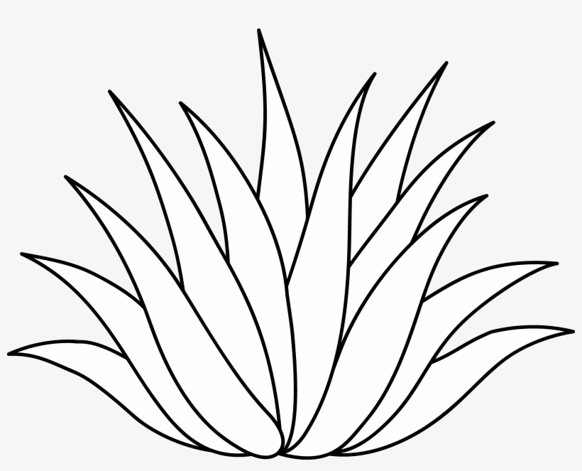 Image Freeuse Download Agave Vector Plant - Agave Vector - Free Transparent  PNG Download - PNGkey