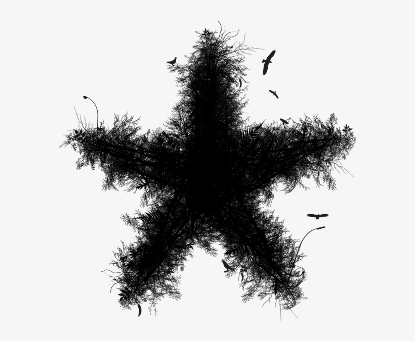 Tree Starr - Tree, transparent png #678734