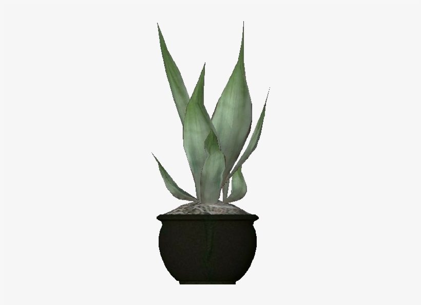 3d Flowers - Agave Attenuata - Foxtail Agave, transparent png #678753