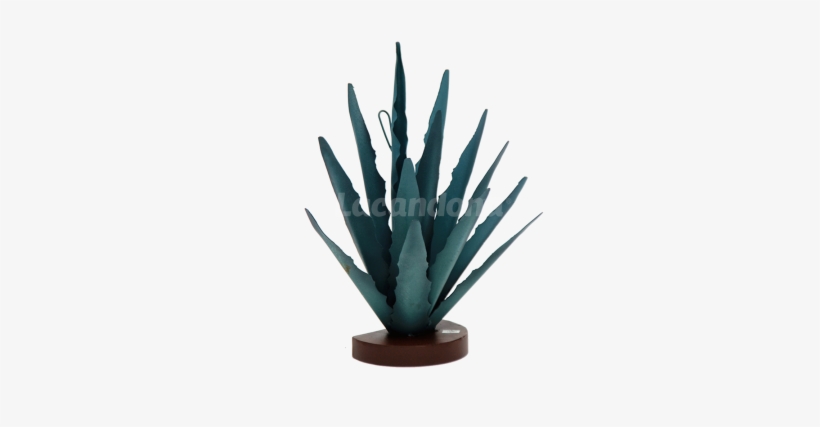 Decorative Agave - Sansevieria Cylindrica, transparent png #678800