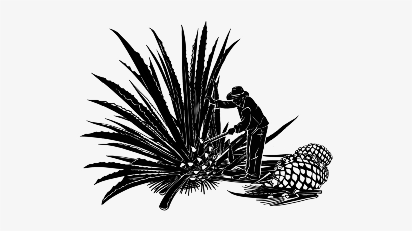 El Proceso - Agave Mezcal, transparent png #678827
