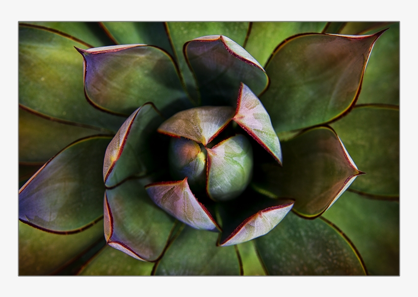 Agave Del Desierto - Desert, transparent png #678850